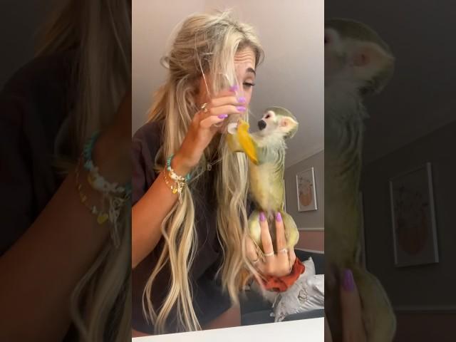 realistic things of owning a monkey️ #animal #grwm #beauty #maldivesripley #madlovesripley #recipe