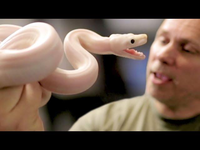 SNAKE BITE WHILE VISITING AN AMAZING BOA CONSTRICTOR COLLECTION!! JEREMY STONE!!  | BRIAN BARCZYK