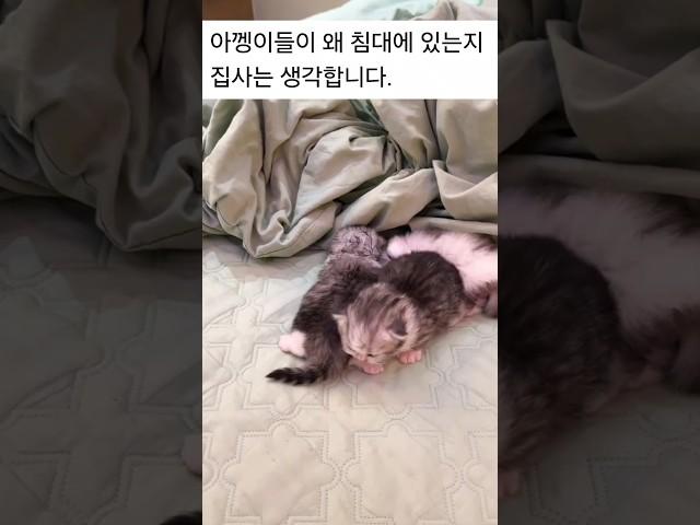 집사 침대에 아껭이들이 있는 이유 #고양이 #cat #cute