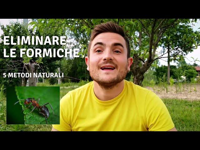 COME ELIMINARE LE FORMICHE: 5 METODI NATURALI