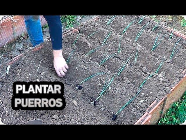 Como Y Cuando Plantar Puerros En El Huerto || La Huertina De Toni