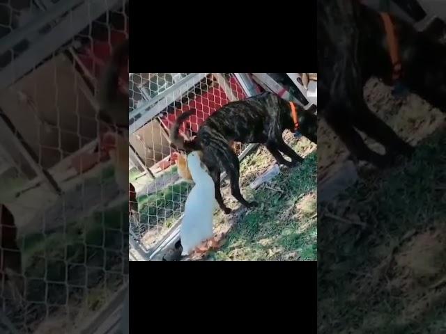고자라니 22년버전