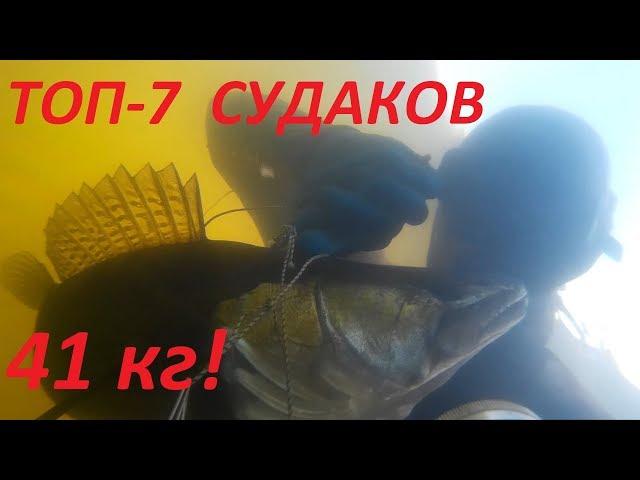 ТОП 7 больших СУДАКОВ!41кг судака!подводная охота 2020.