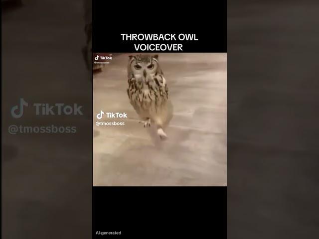 CURIOUS OWL VOICEOVER!! 