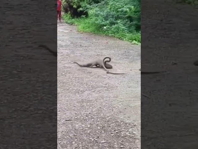 nevle aur saap ki ladai#fight between snake  and mongoose #naav aur saap me kaun jitega