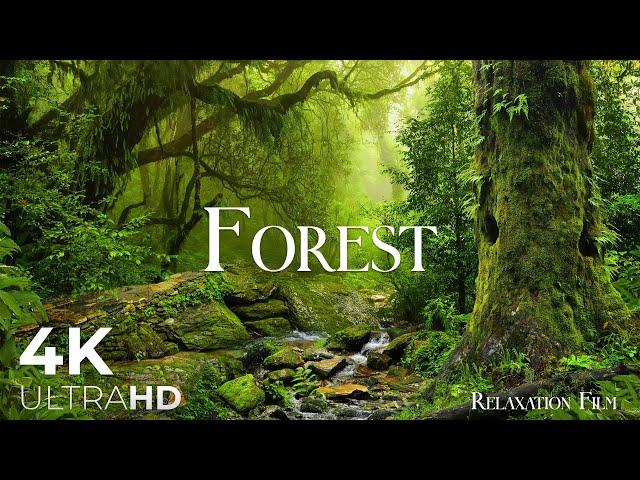 Forest 4K   Relaxation Film with Peaceful Music - Ambient Soundscapes - Nature Ultra HD