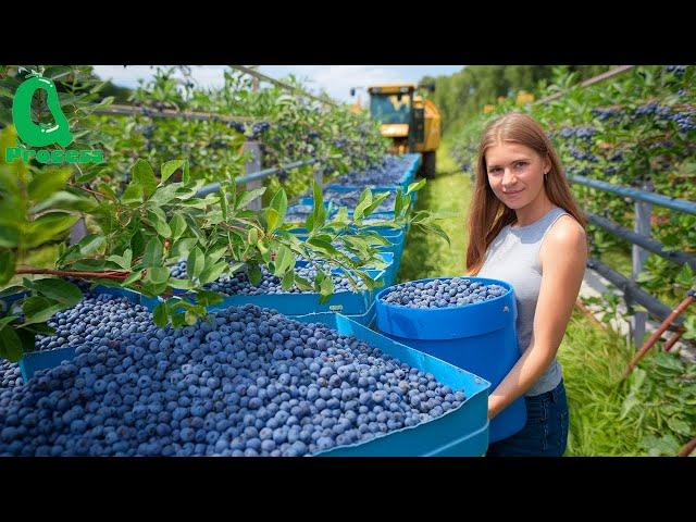 BILLIONS of Pounds of BLUEBERRIES Are Harvested and Processed