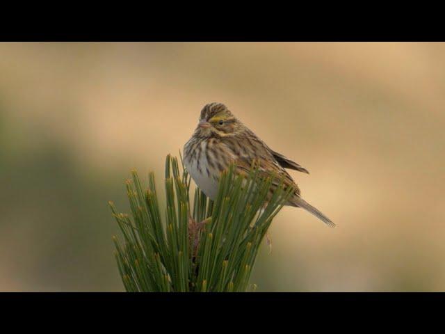 Savannah Sparrow and its Song.