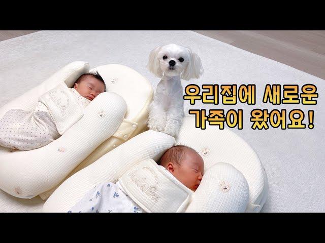 드디어! 쌍둥이 아기들과 강아지 첫 만남