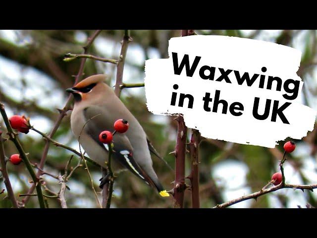 Waxwings in the UK - A British Wildlife Walk