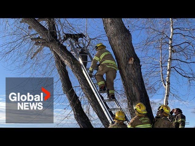 Squirrel-chasing dog defies gravity by climbing 50-foot tree in Alberta