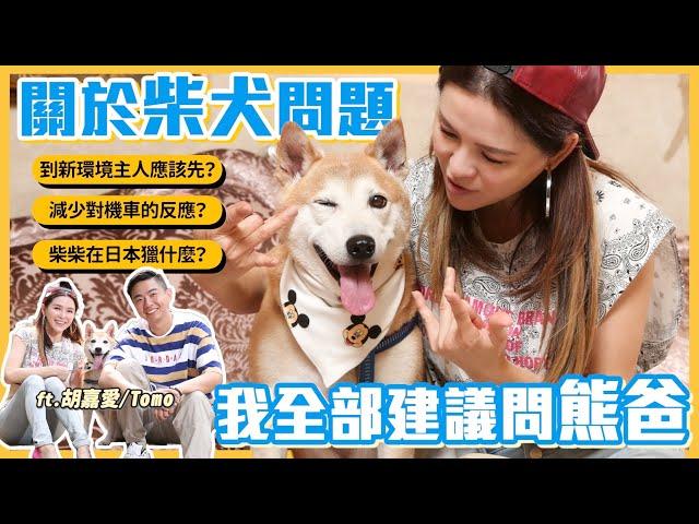 如何讓硬派柴犬比較不怕生？ft.胡嘉愛｜熊爸估狗