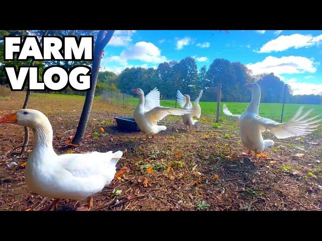 An Amazing Autumn Afternoon on the Farm