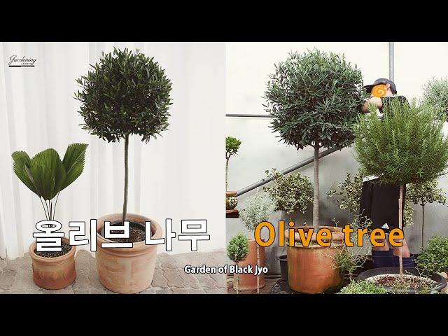 올리브 나무 키우기 / olive tree