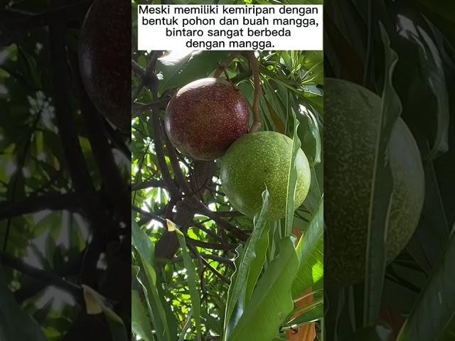 Mengenal Manfaat Buah Bintaro