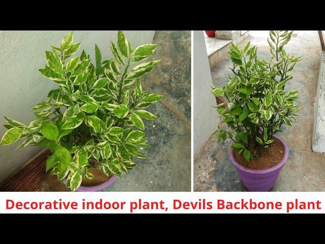 Decorative and Variegated indoor plant | Summer care of Devils Backbone plant