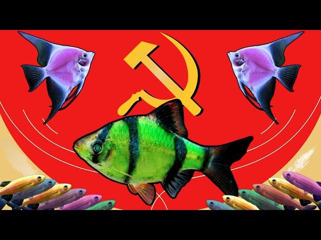 Why I don't Like GloFish- part 2