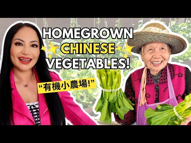 MY HAKKA GRANDMA'S HOMEGROWN CHINESE VEGETABLES!‍ Growing a Vegetable Garden at Home | Kirsty Lo