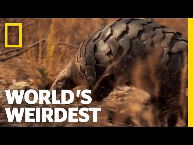 Pangolin | World's Weirdest