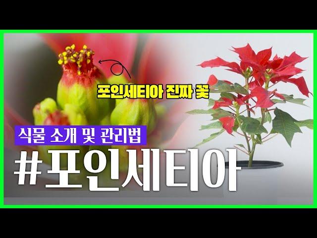 [갑조네TV] '대표적인 겨울 식물' 포인세티아의 유래와 관리법 (지연수님 내레이션)