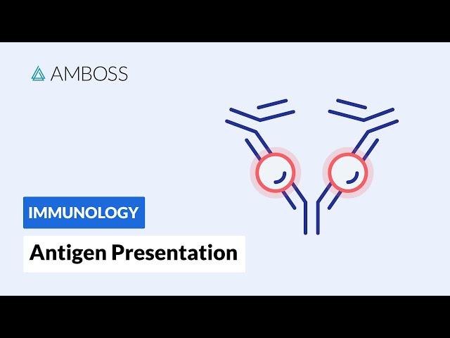 Antigen Presentation: MHC Class I vs. MHC Class II