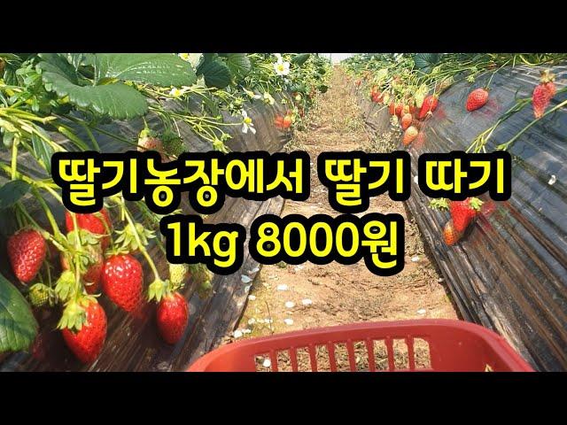 딸기농장에서 딸기따기 1kg 8000원