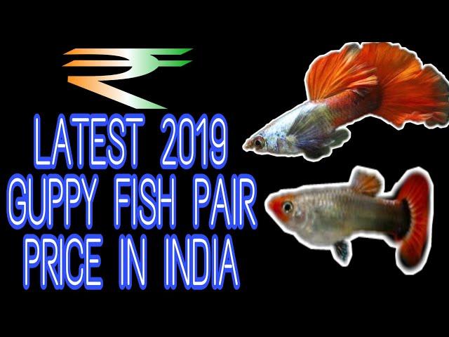 New Guppy Fish Pair Price In India | Prathmesh Aquatics