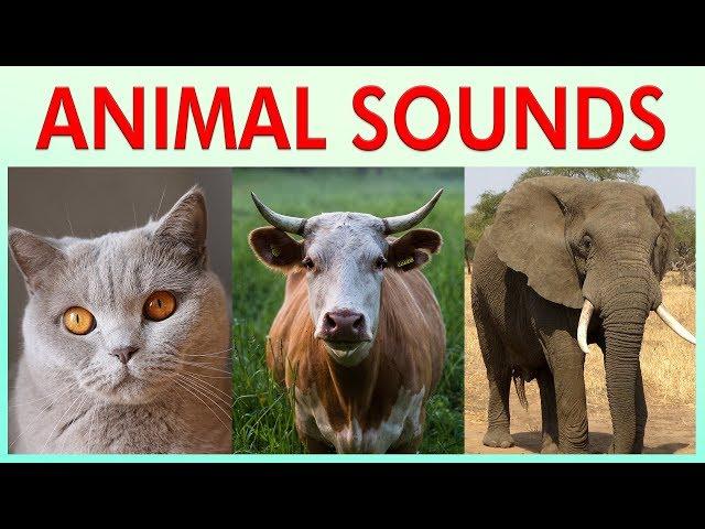 ANIMAL SOUNDS COMPILATION for Preschoolers, Kindergarten - Kids Learning Videos