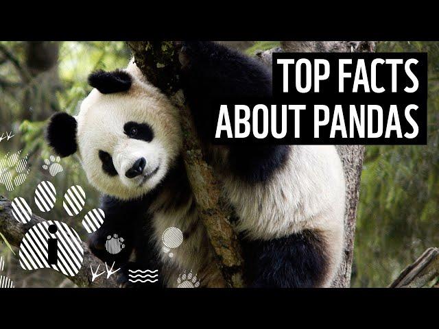 Top 10 Giant Panda Facts | Animal Fun Facts | WWF