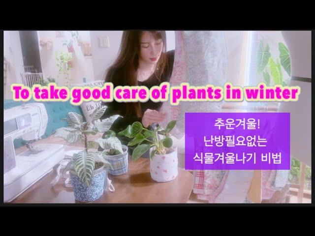 난방하지 않는 우리집 반려식물 겨울나기방법  종이홀더를 이용해서 간단하게 이쁘게 플랜테리어해봐요️