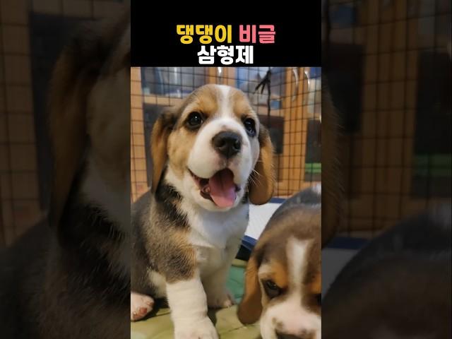 댕댕이 비글 삼형제 #동물 #강아지