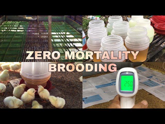 Brooding With Zero Mortality! How? Step by Step Procedure | EM Farming