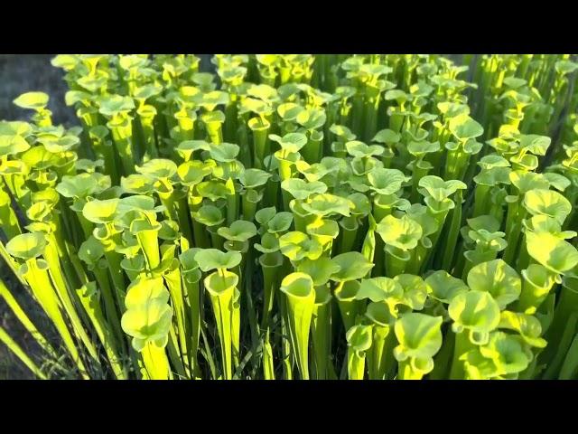 Pitcher Plants in Francis Marion Forest