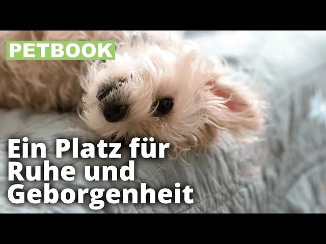 Deckentraining mit dem Hund | Dogschool | PETBOOK