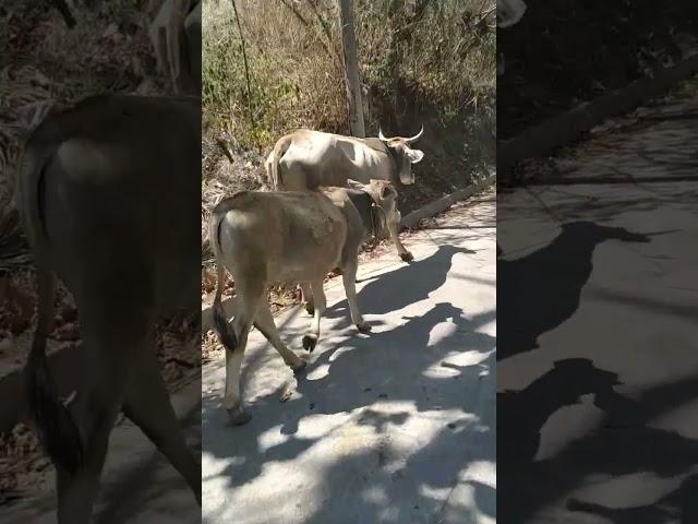 las vacas