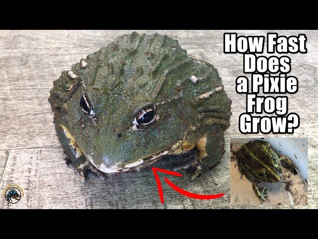 Just How Fast Does a Baby Pixie Frog Grow Up into a Huge MONSTER Frog? 