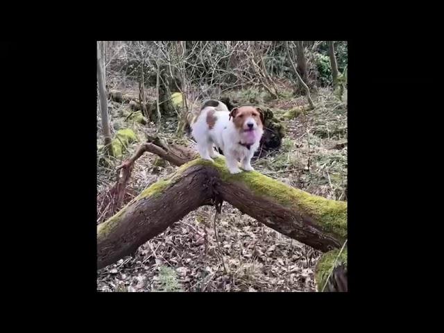 Off lead skills and dog parkour!