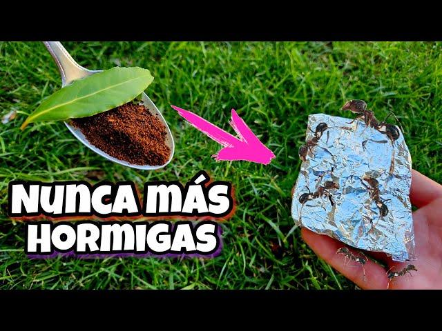 Nunca + COMPRES insecticidas de HORMIGAS, Usa el papel de aluminio y haz trampas. ( Sin arroz )