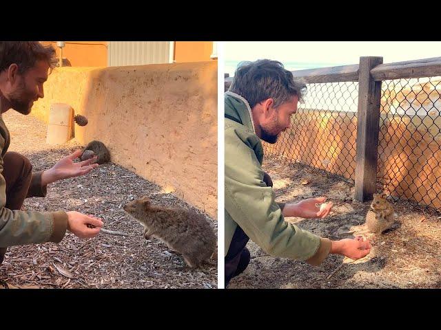 Adorable Quokka Reacts To Juggling Show