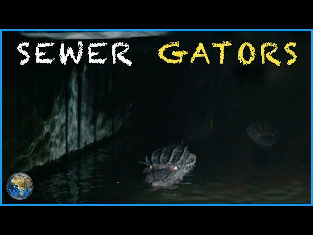 Alligators in the Sewers: Not Just An Urban Legend.