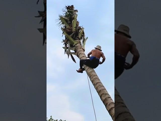 How to prune a coconut tree #short #vuakhi #vkmt