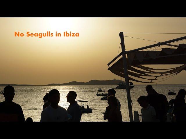 No Seagulls in Ibiza