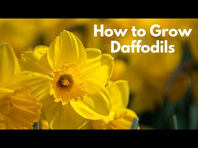 Daffodil Planting Guide // How to Plant Daffodil Bulbs // Longfield Gardens