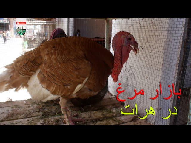 Report of chicken alley shops - گزارش از کوچه مرغ فروشی ها