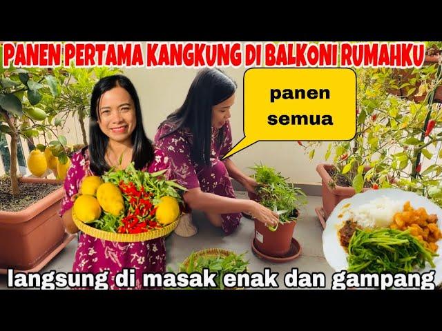 PANEN PERTAMA KANGKUNG,LEMON DAN SEMUA DI BALKONI KU LANGSUNG DI  MASAK REBUS SAMBEL TUNA!!