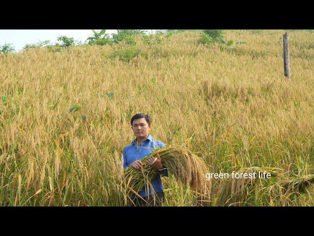 The 2024 rice crop i planted on the mountain gave me a big harvest. Robert  | Green forest life