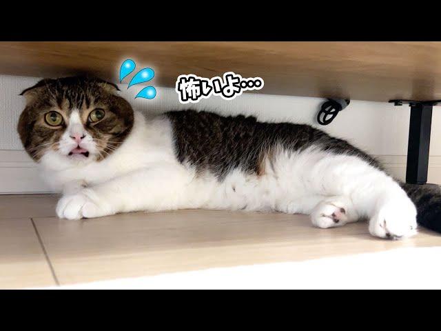 突然雷が鳴ったのが怖くて猫がテレビ台の下から出てこなくなっちゃいました…汗