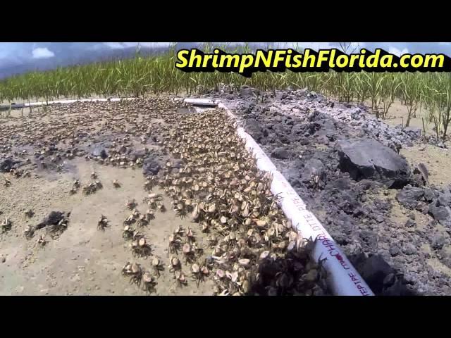 How To Catch Fiddler crabs, The Fiddler Crab Roundup Part 1 of 2