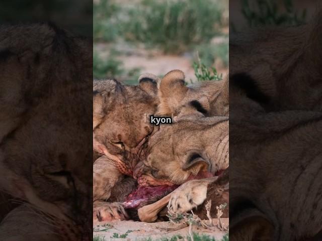 शेर ओर भालू की जंग । #trendingshorts #animals #जनवर #animalsvideo #jungel #wildlife #amazingfacts