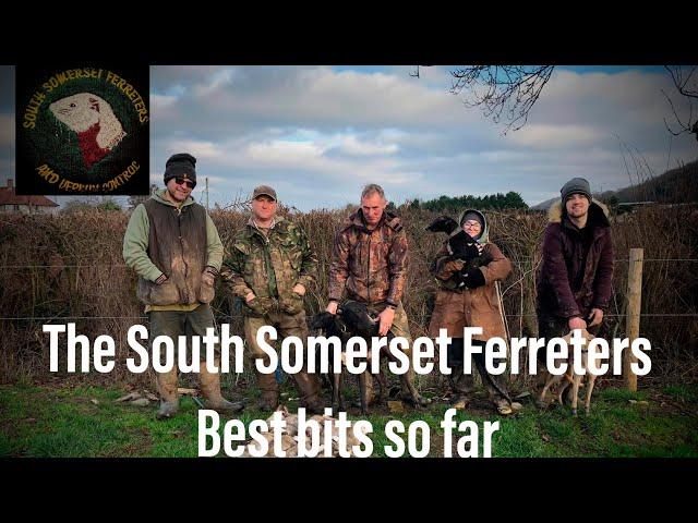 Ferreting hedgerows  - rabbiting -rabbit hunting - The South Somerset Ferreters